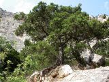 Juniperus excelsa. Старые деревья на горном склоне. Крым, ландшафтный заказник \"Мыс Айя\". Июнь 2004 г.