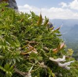 Astragalus levieri. Цветки, плоды и листья. Краснодарский край, Апшеронский р-н, гора Черногор, платообразная вершина, ≈ 1750 м н.у.м., на скале 27.06.2020.