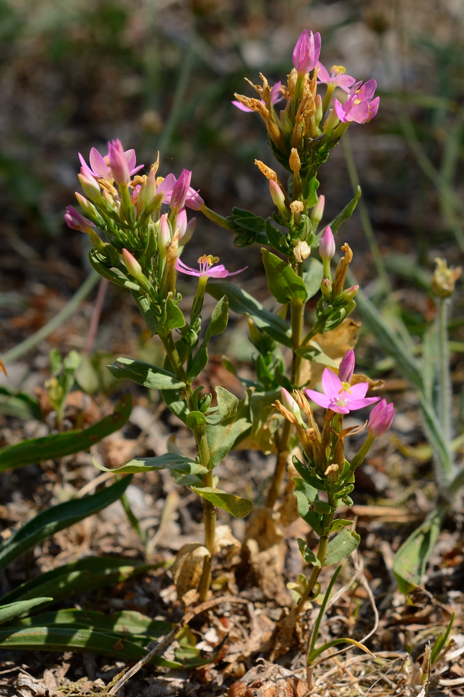 Image of Centaurium erythraea ssp. turcicum specimen.