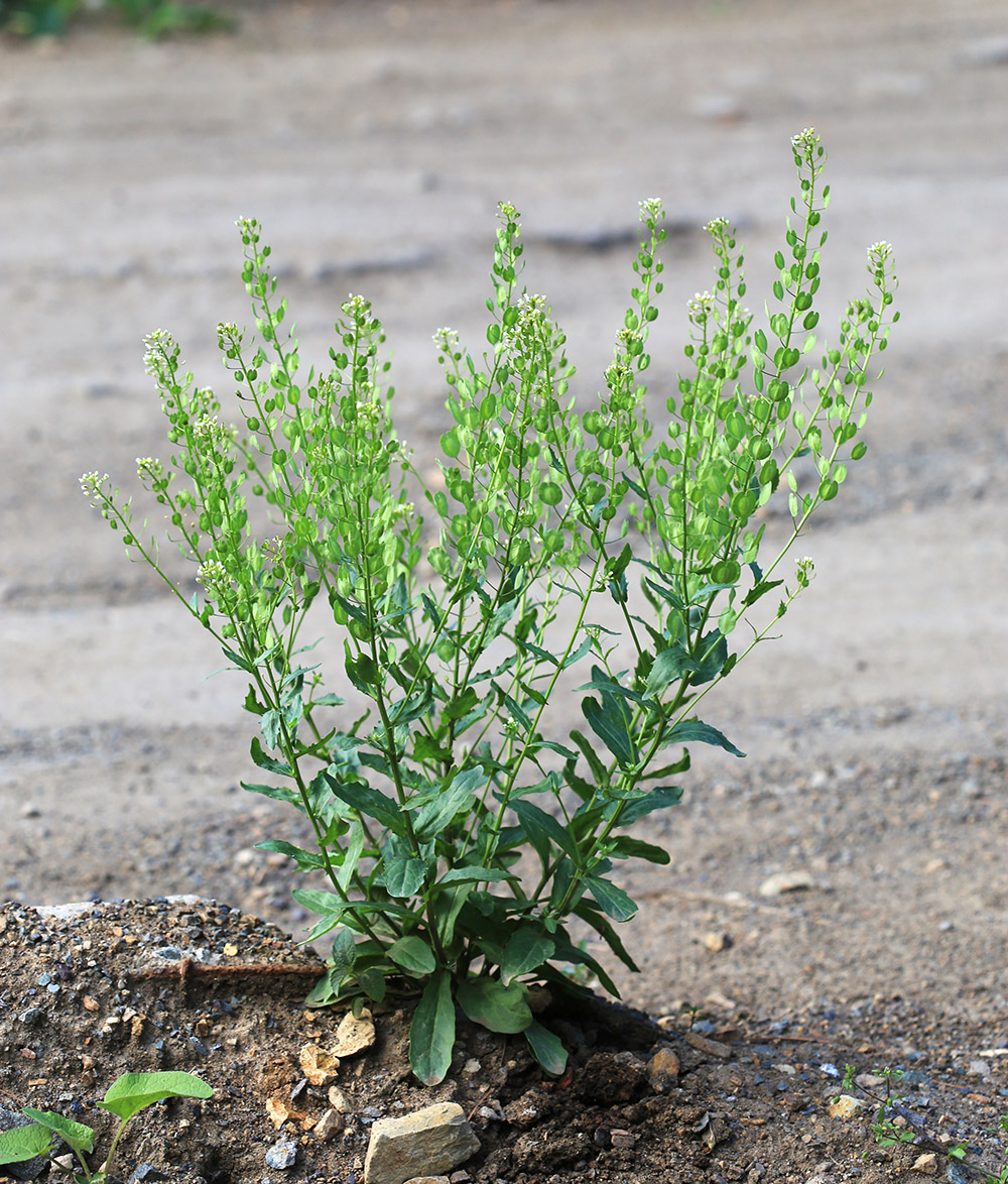 Image of Thlaspi arvense specimen.