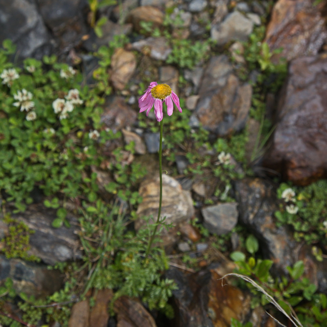 Image of Pyrethrum coccineum specimen.