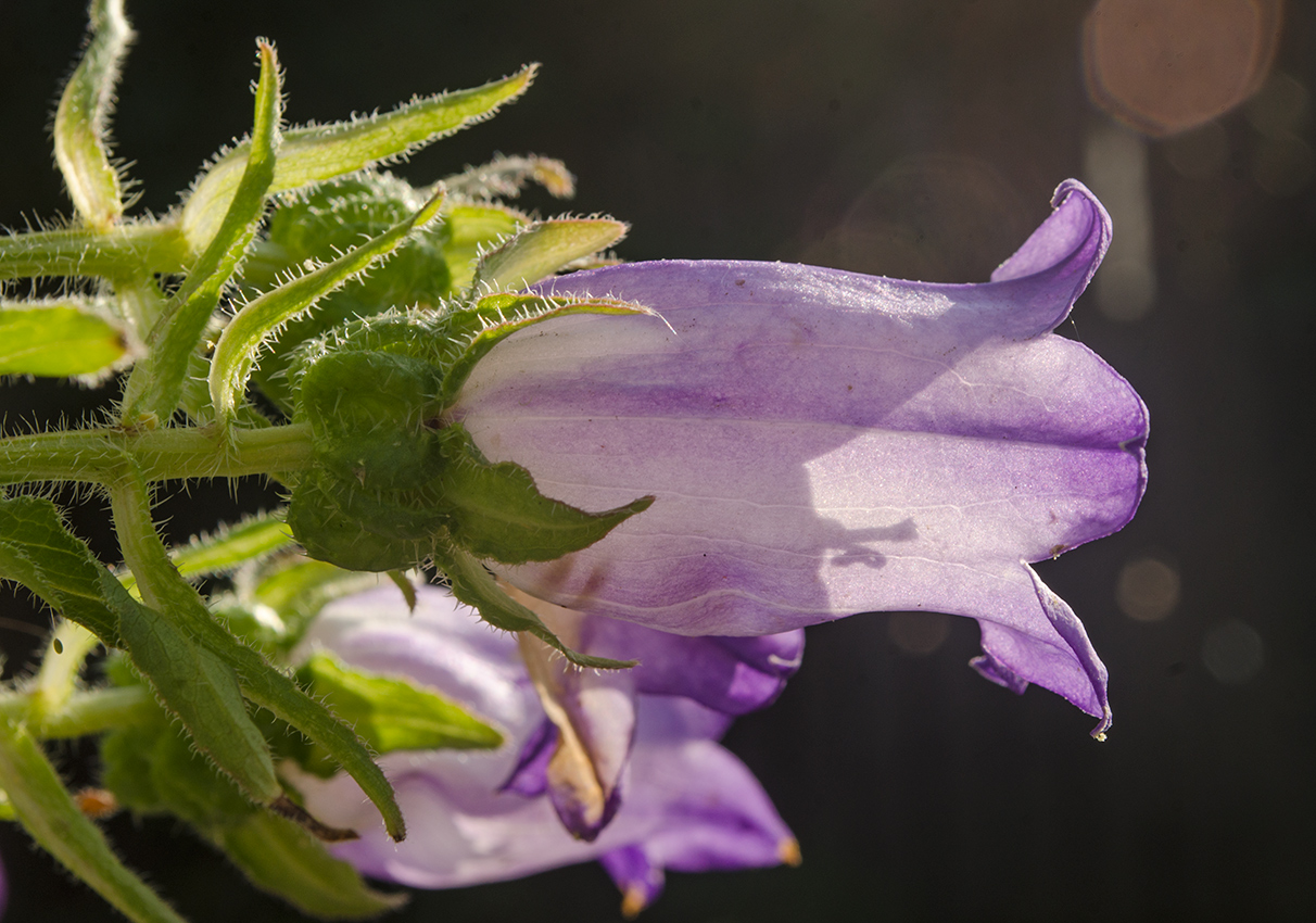 Изображение особи Campanula medium.