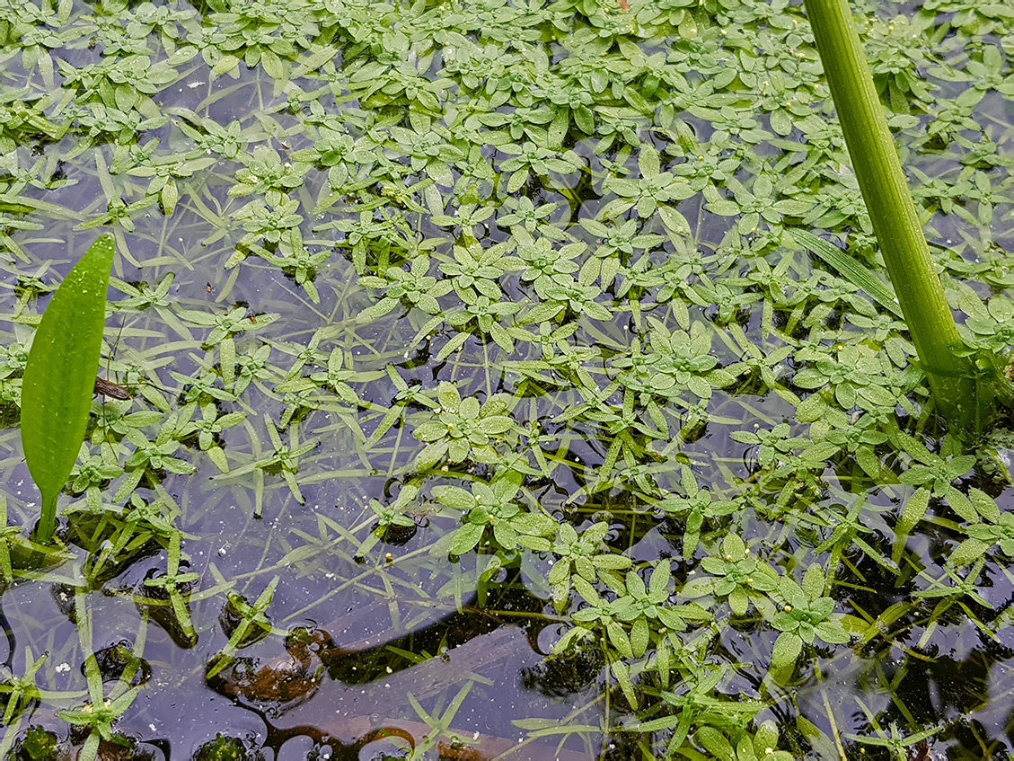 Изображение особи Callitriche palustris.