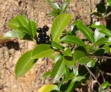 Lauro-cerasus officinalis