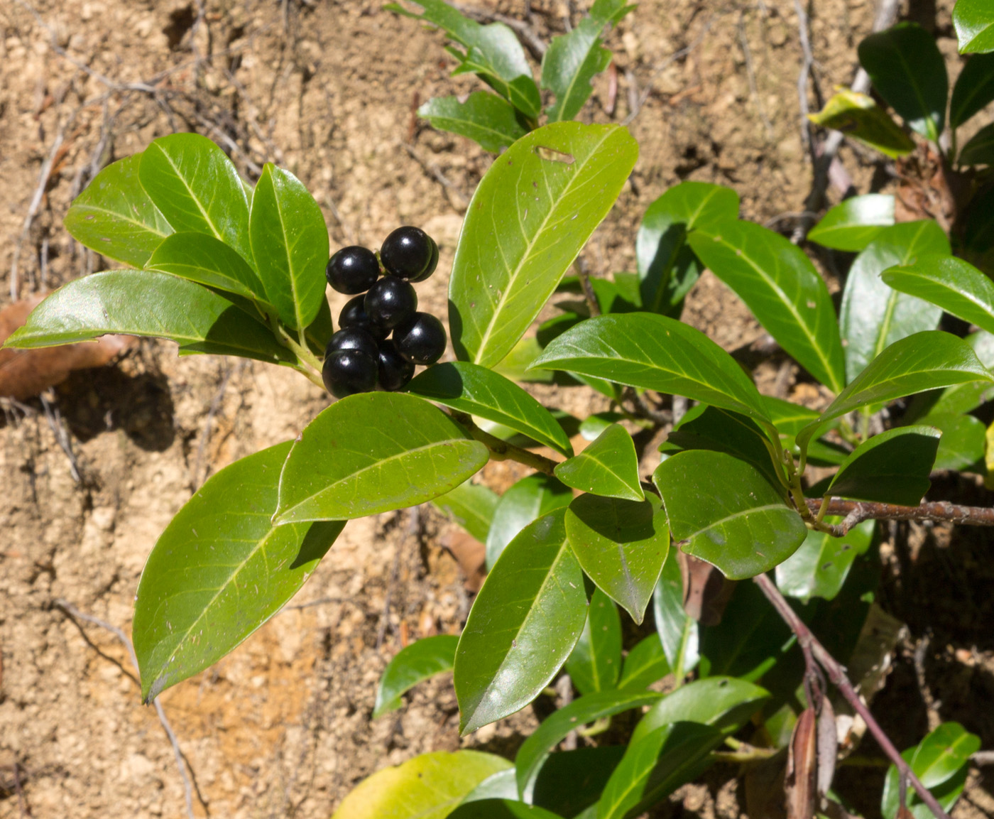 Изображение особи Lauro-cerasus officinalis.