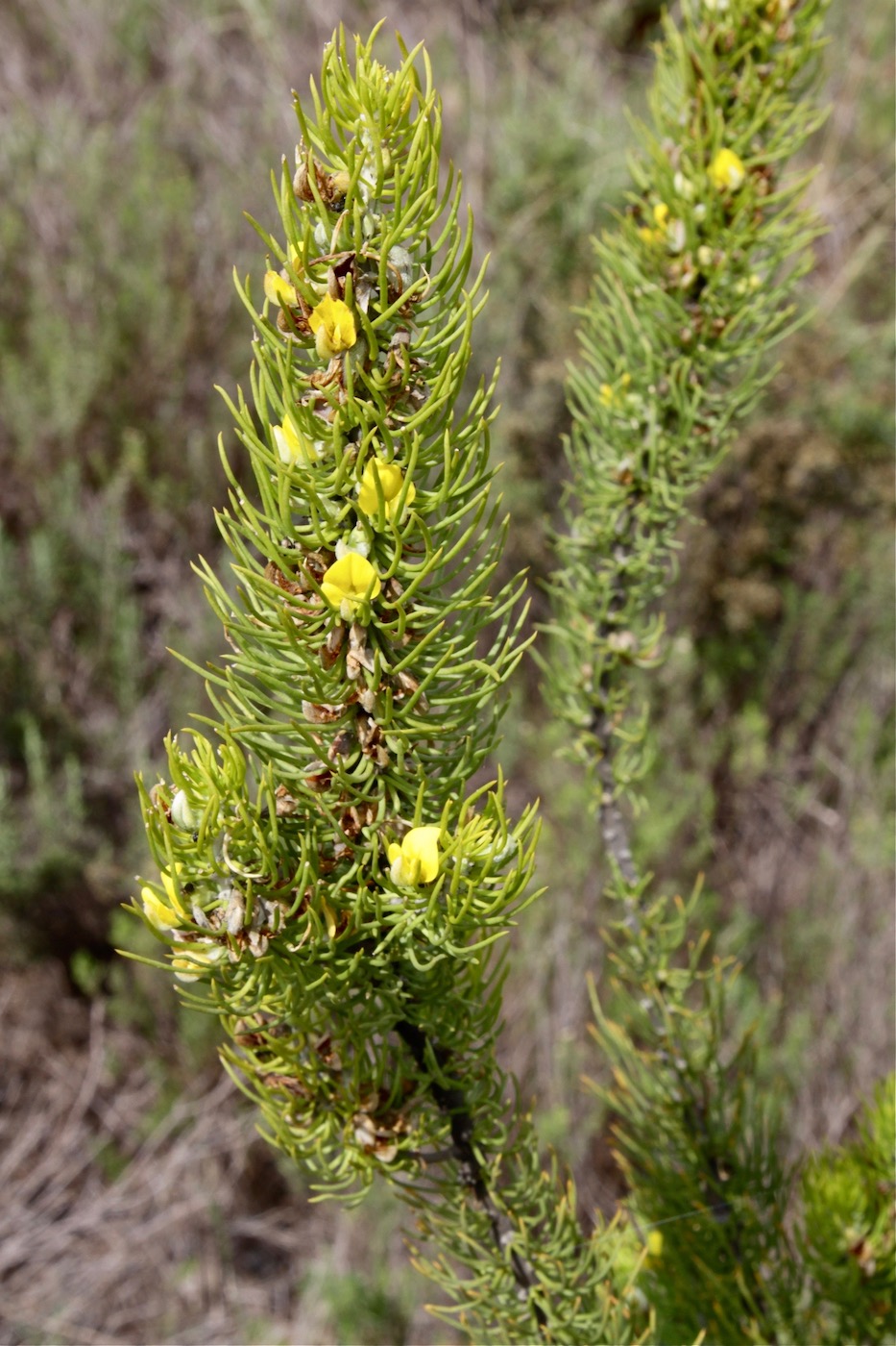 Image of Aspalathus burchelliana specimen.