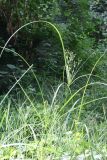 Cyperus longus