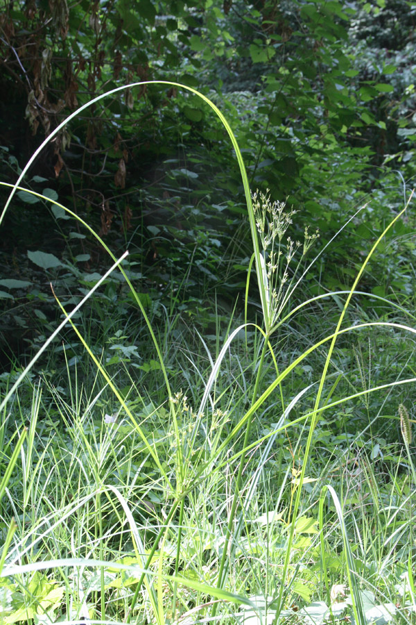 Image of Cyperus longus specimen.