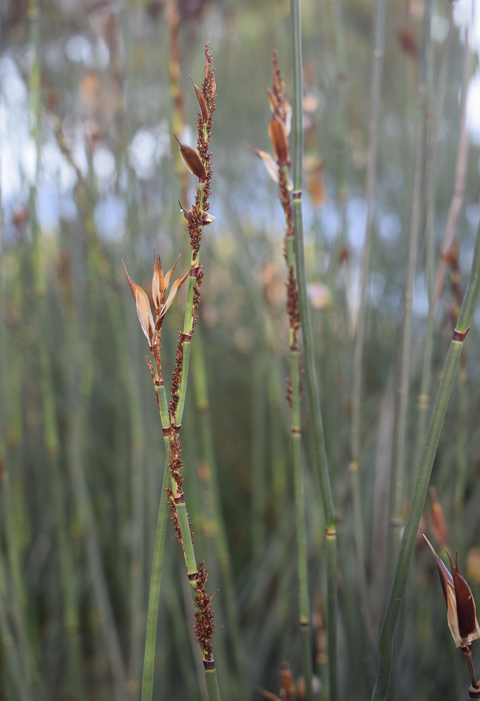 Изображение особи Elegia tectorum.