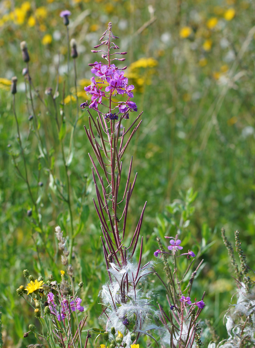 Image of Chamaenerion angustifolium specimen.