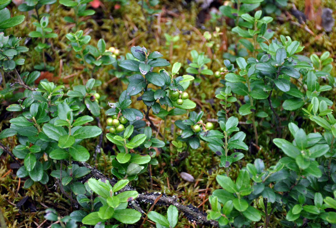 Image of Vaccinium vitis-idaea specimen.