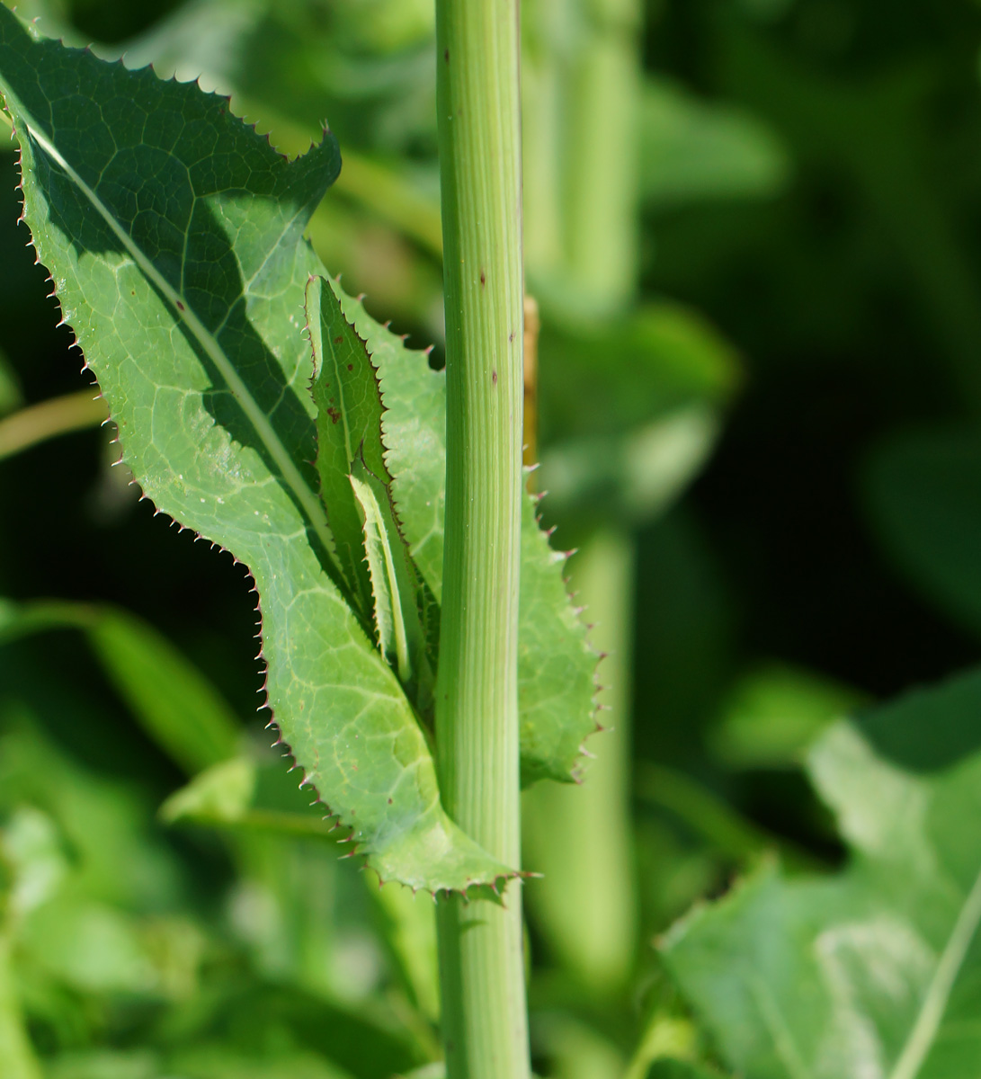 Изображение особи Sonchus oleraceus.