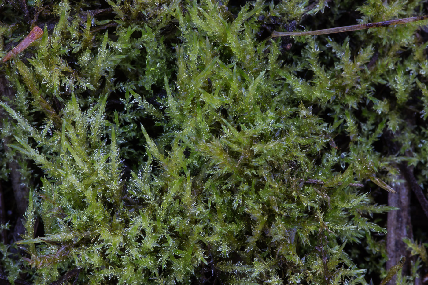 Image of class Bryopsida specimen.