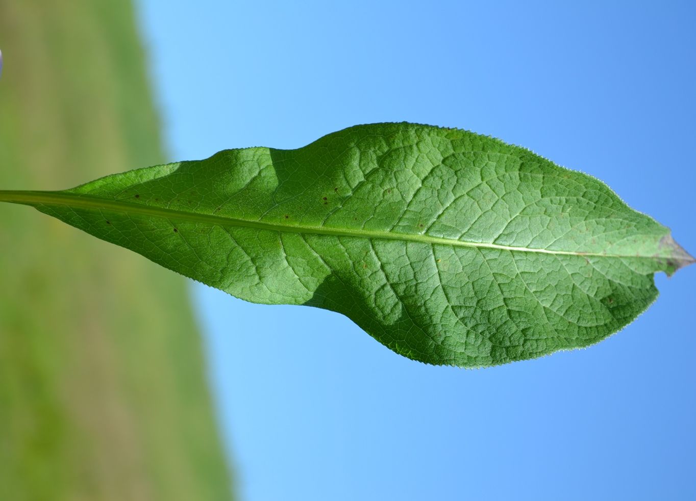 Image of Serratula tinctoria specimen.