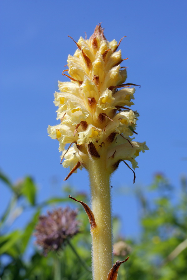 Image of Orobanche bartlingii specimen.