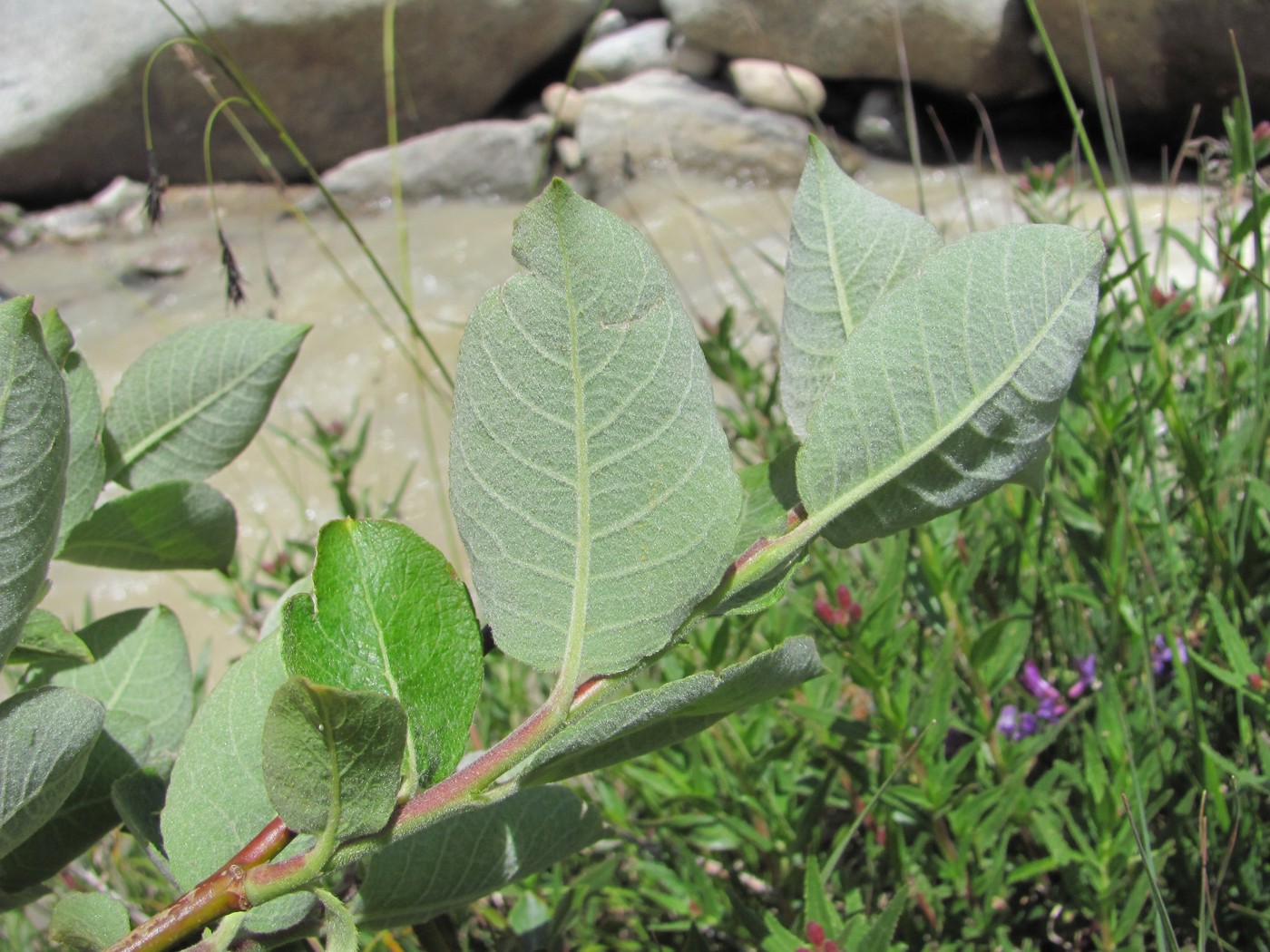 Image of Salix caprea specimen.