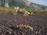 Saxifraga cartilaginea