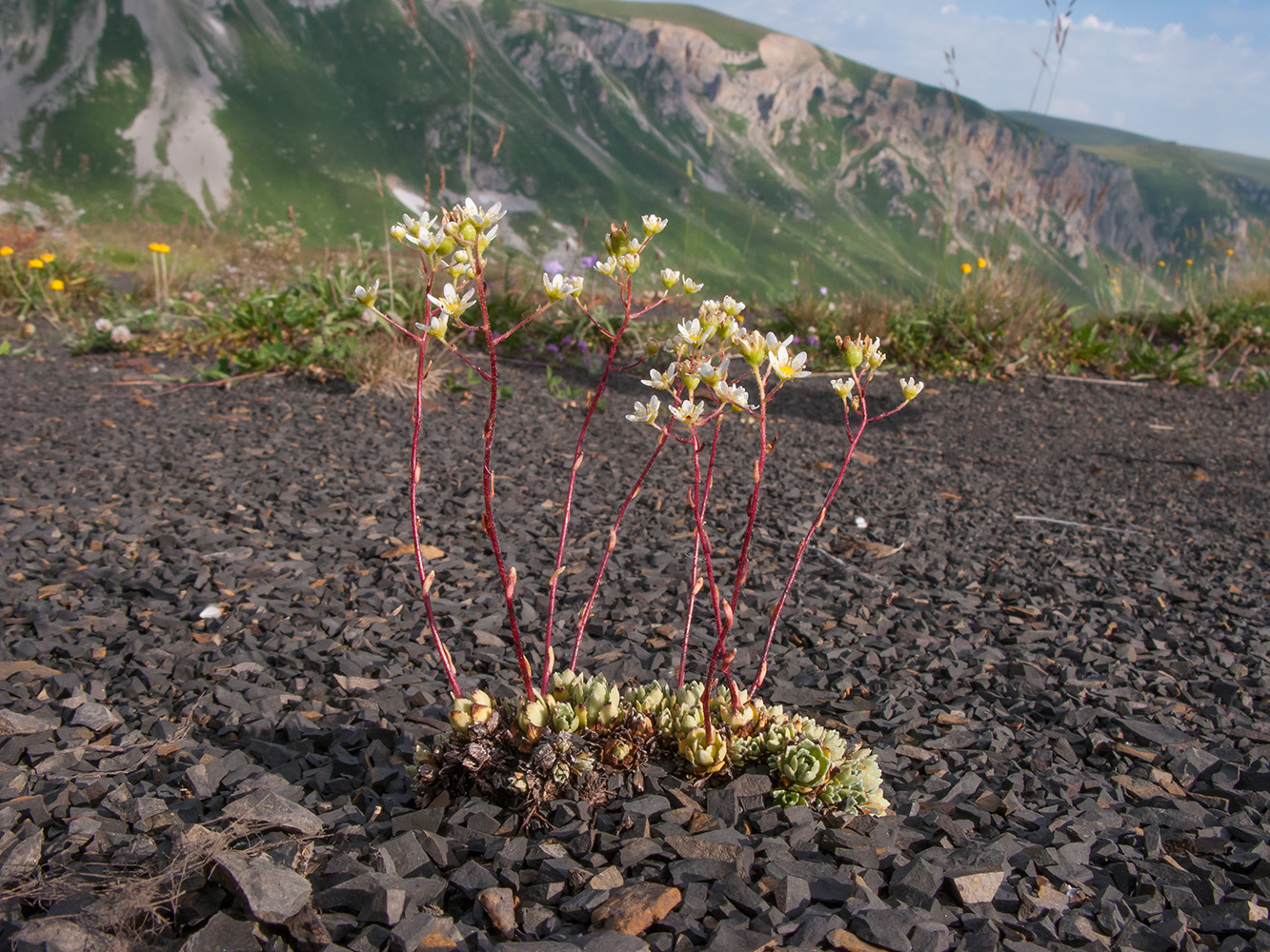 Изображение особи Saxifraga cartilaginea.