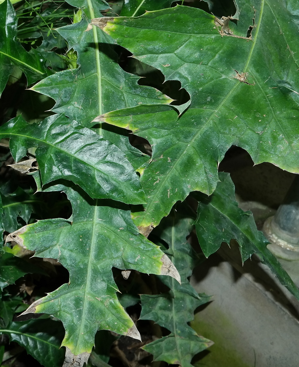Изображение особи род Acanthus.