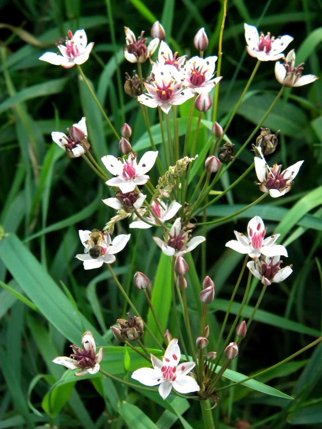 Image of Butomus umbellatus specimen.