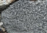 Aspicilia cinerea