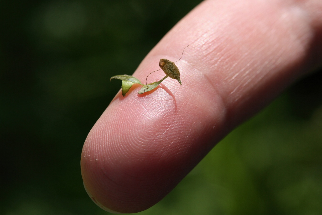 Image of Lemna trisulca specimen.