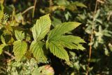 Filipendula ulmaria