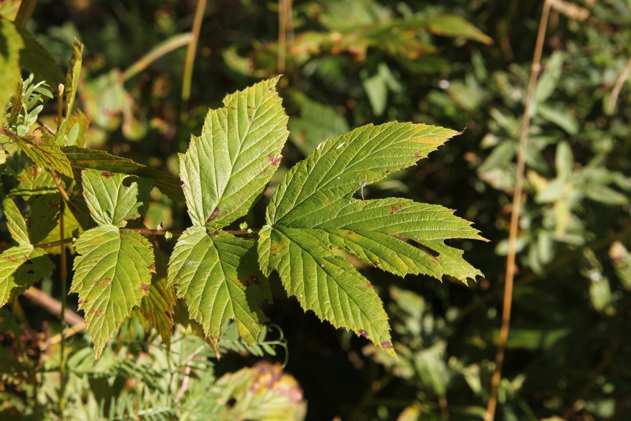 Изображение особи Filipendula ulmaria.