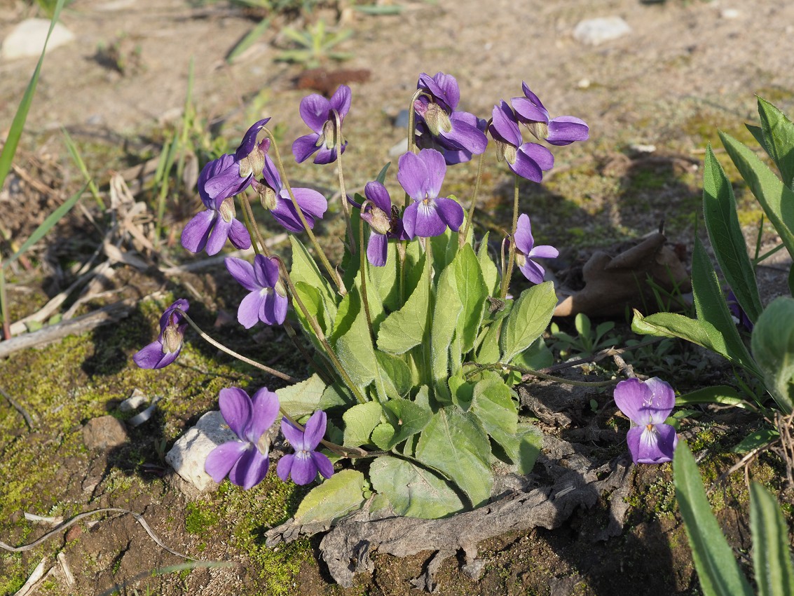 Изображение особи Viola hirta.