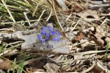 Gentiana zollingeri. Цветки, пробившиеся сквозь сухой лист. Приморский край, Шкотовский р-н, окр. с. Новонежино, широколиственный лес. 11.05.2021.