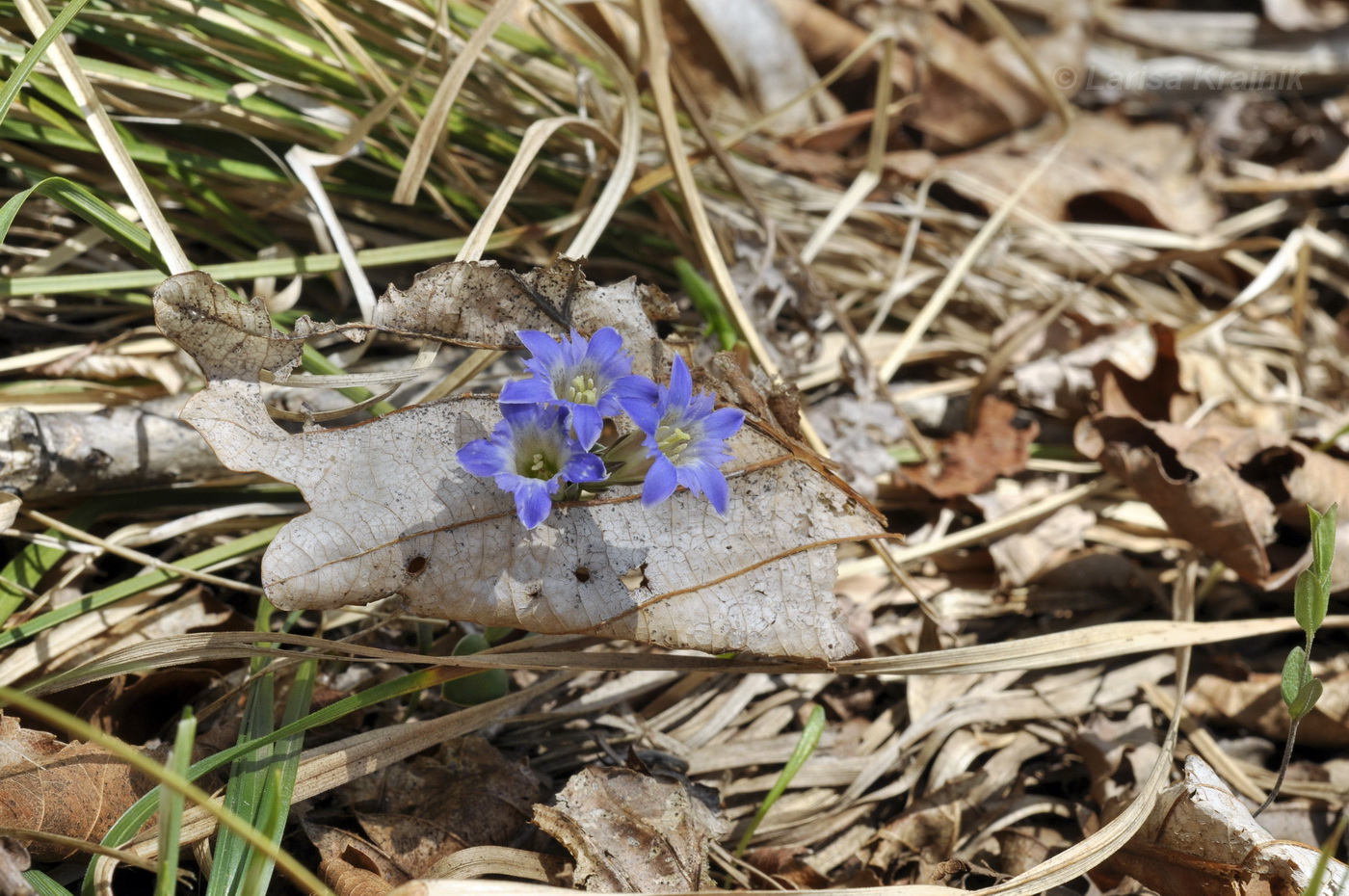 Image of Gentiana zollingeri specimen.