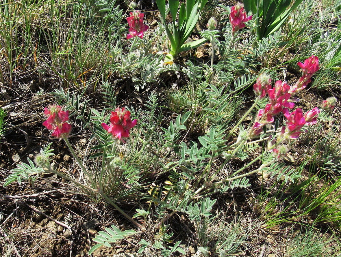 Image of Hedysarum schellianum specimen.