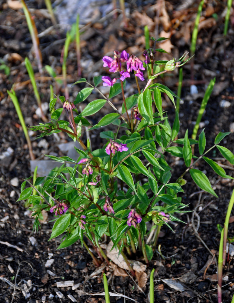 Image of Lathyrus vernus specimen.