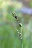 Carex adelostoma. Верхушка побега с соплодиями. Карелия, Лоухский р-н, берег оз. Кукас, сосновый лес. 25.07.2020.