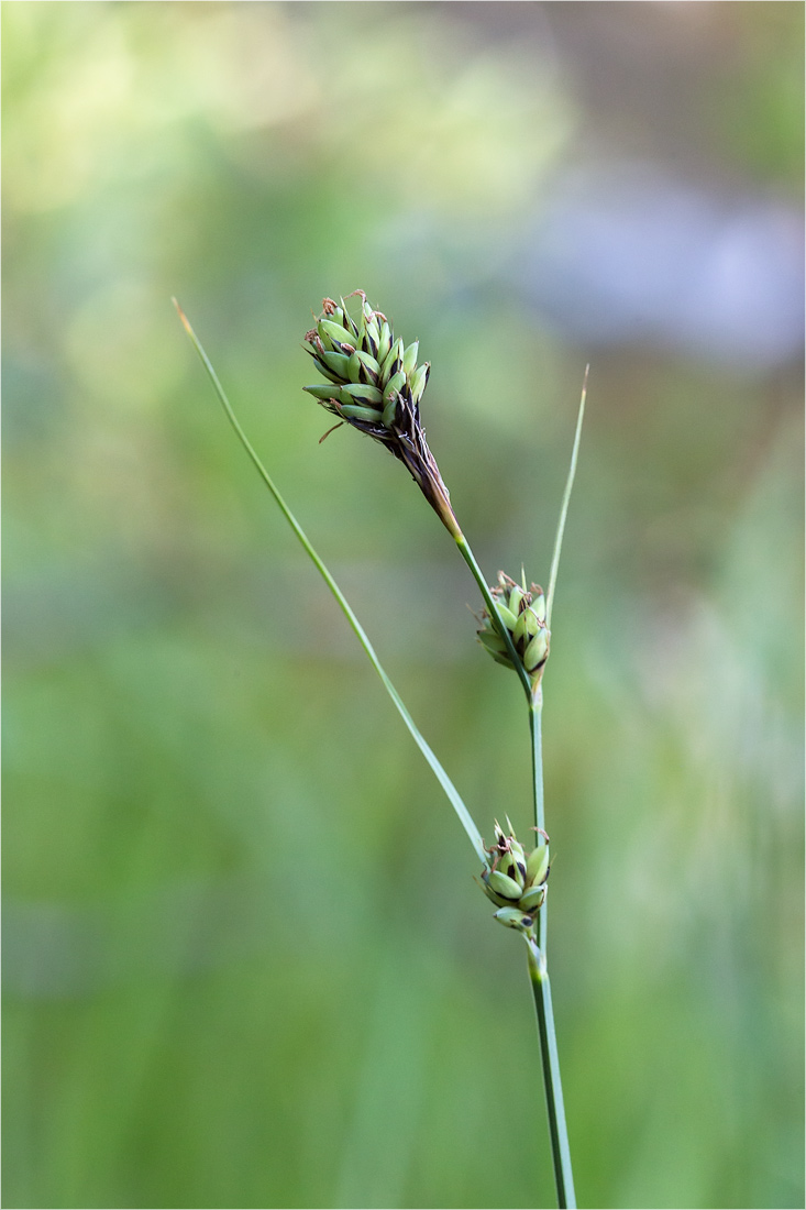 Изображение особи Carex adelostoma.