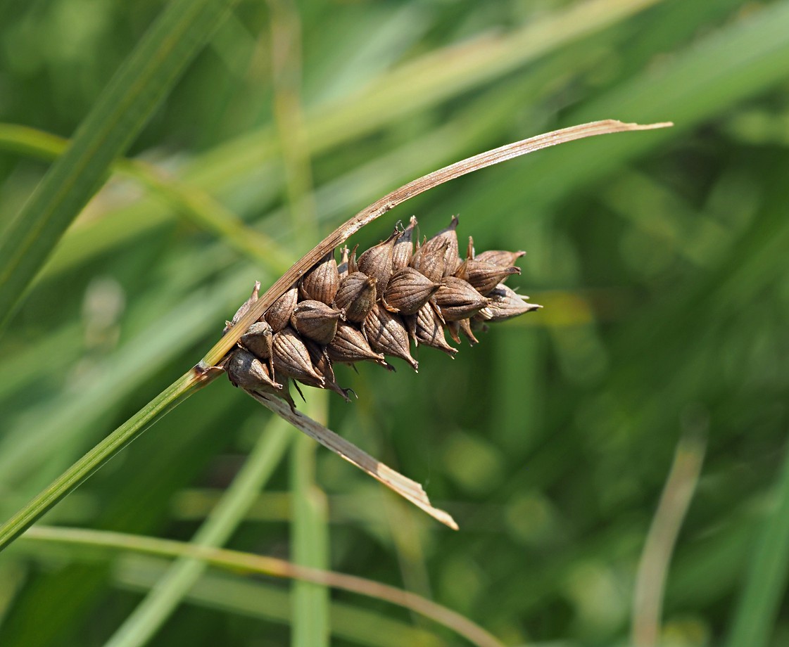 Изображение особи Carex melanostachya.