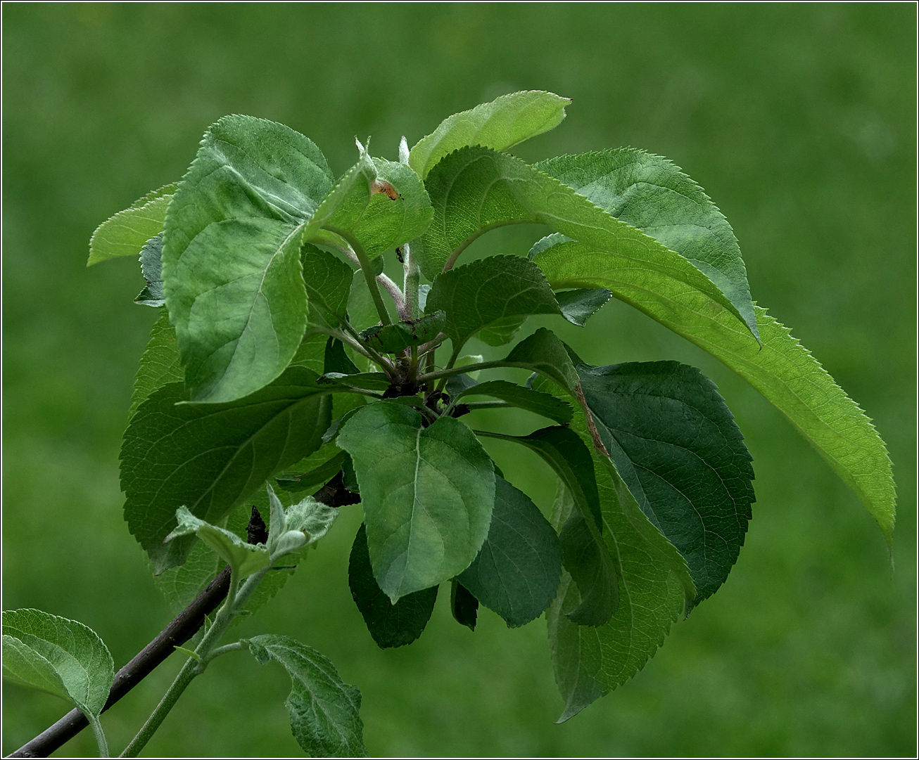 Image of Malus domestica specimen.