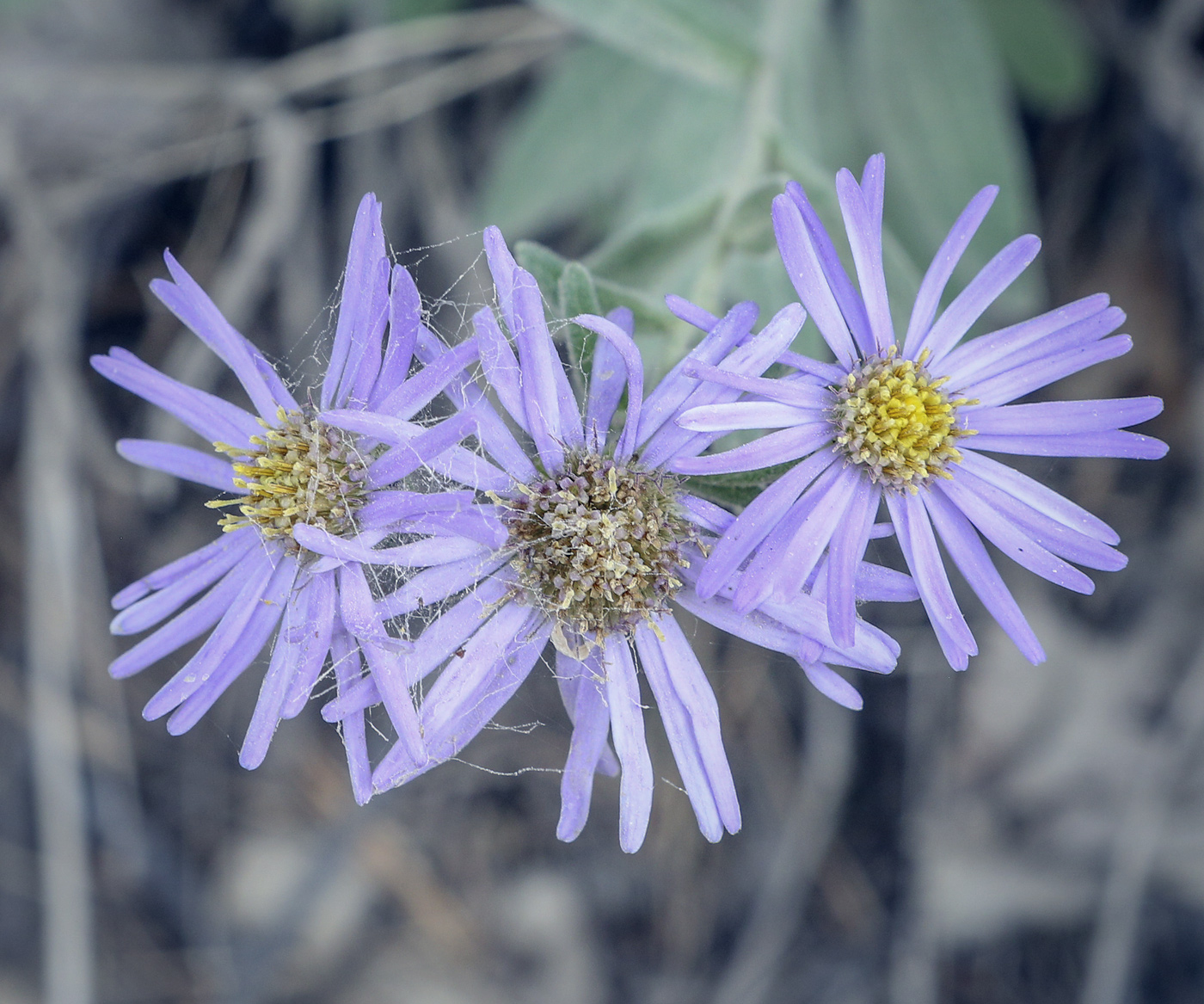 Image of Aster amellus specimen.
