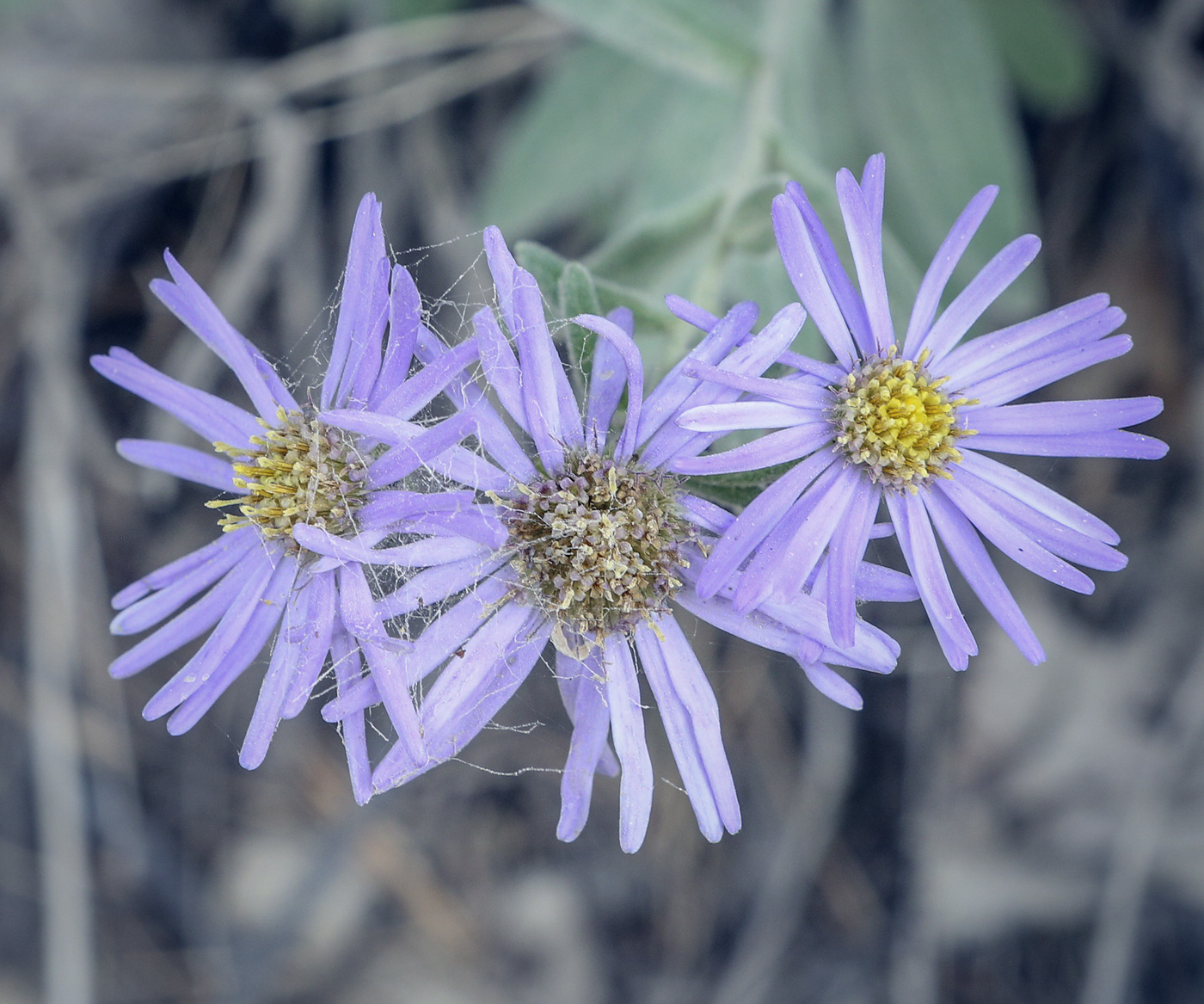 Изображение особи Aster amellus.