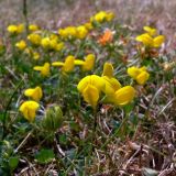 genus Lotus. Побеги с соцветиями (на стеблях - тли, выпасаемые муравьями). Бельгия, провинция Эно, окр. коммуны Сен-Гислен, газон на АЗС. 10.07.2010.