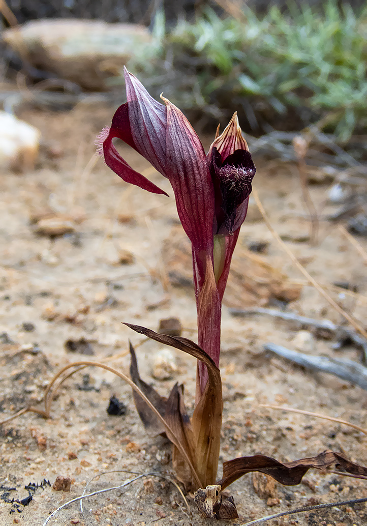 Image of Serapias cordigera specimen.