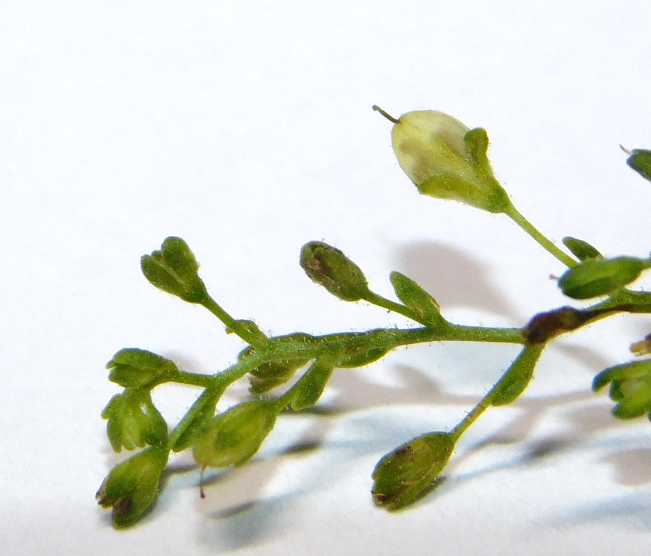 Image of Veronica anagalloides specimen.