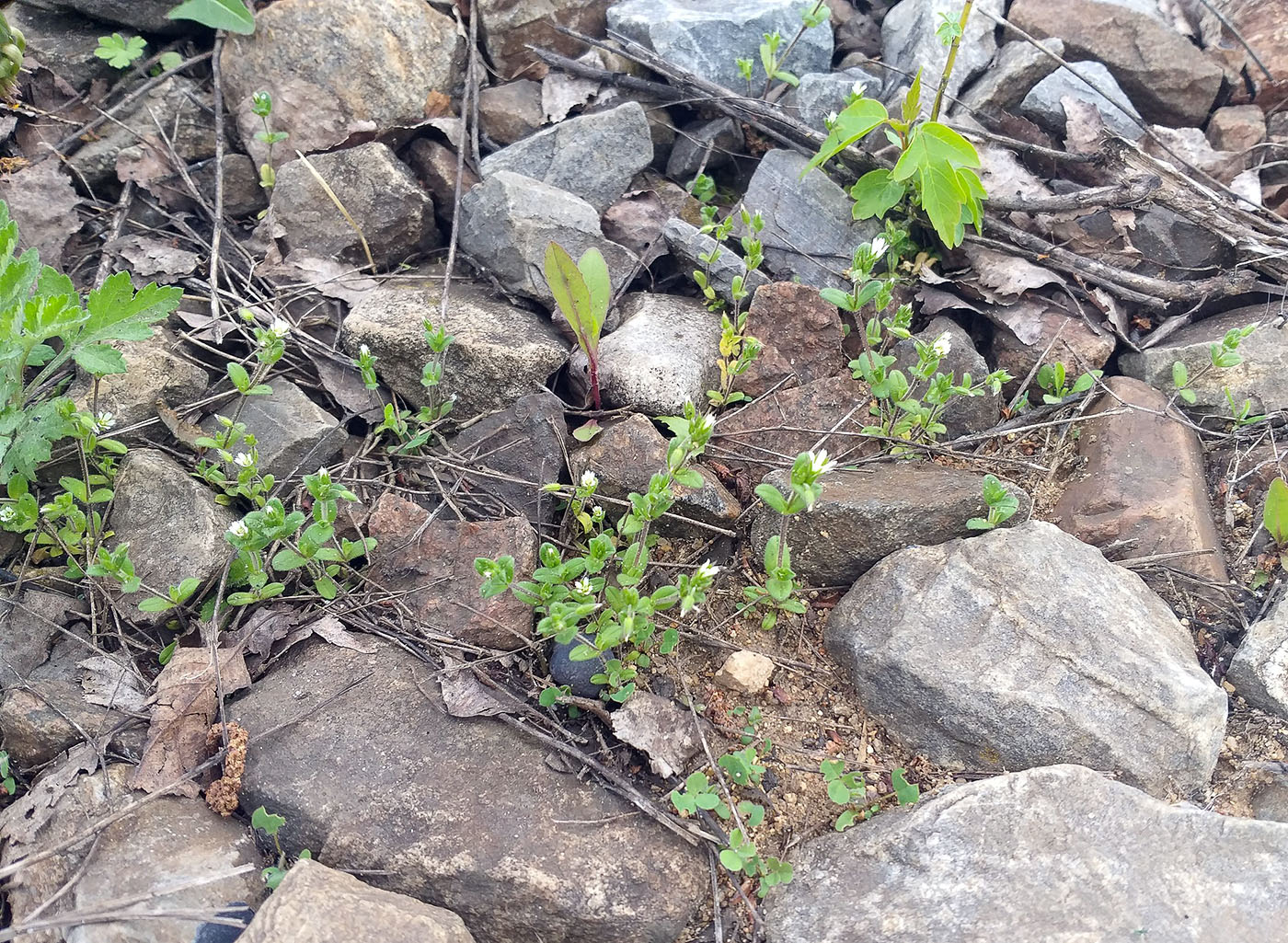 Image of Cerastium semidecandrum specimen.