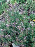Teucrium chamaedrys. Цветущие растения. Крым, склон горы Ю. Демерджи. 16.07.2021.