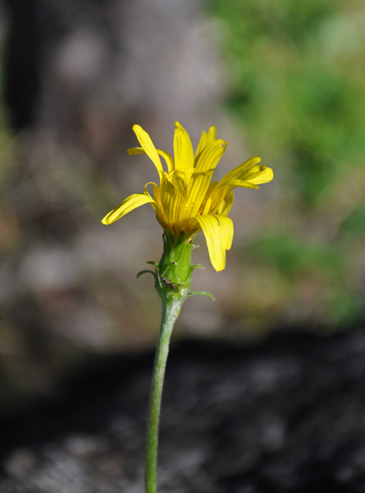 Image of Scorzonera radiata specimen.