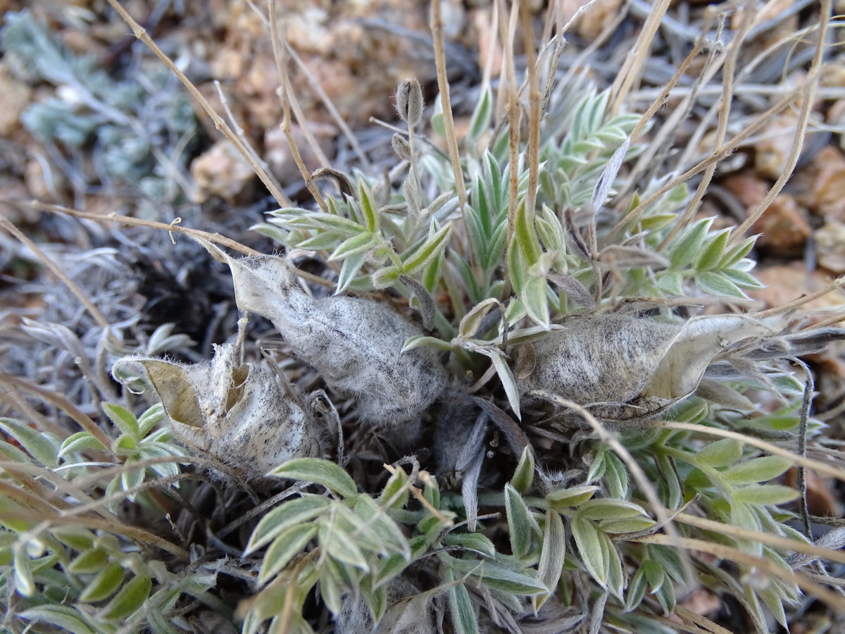 Image of Oxytropis tragacanthoides specimen.