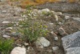 Senecio dubitabilis. Цветущее и плодоносящее растение. Мурманская обл., Кандалакшский р-н, с. Ковда; берег р. Ковда, верхняя часть песчано-валунной дамбы, у обочины дороги. 26.09.2021.