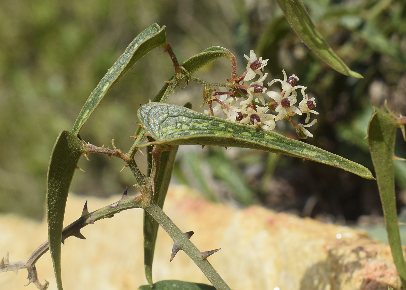 Image of Smilax aspera specimen.