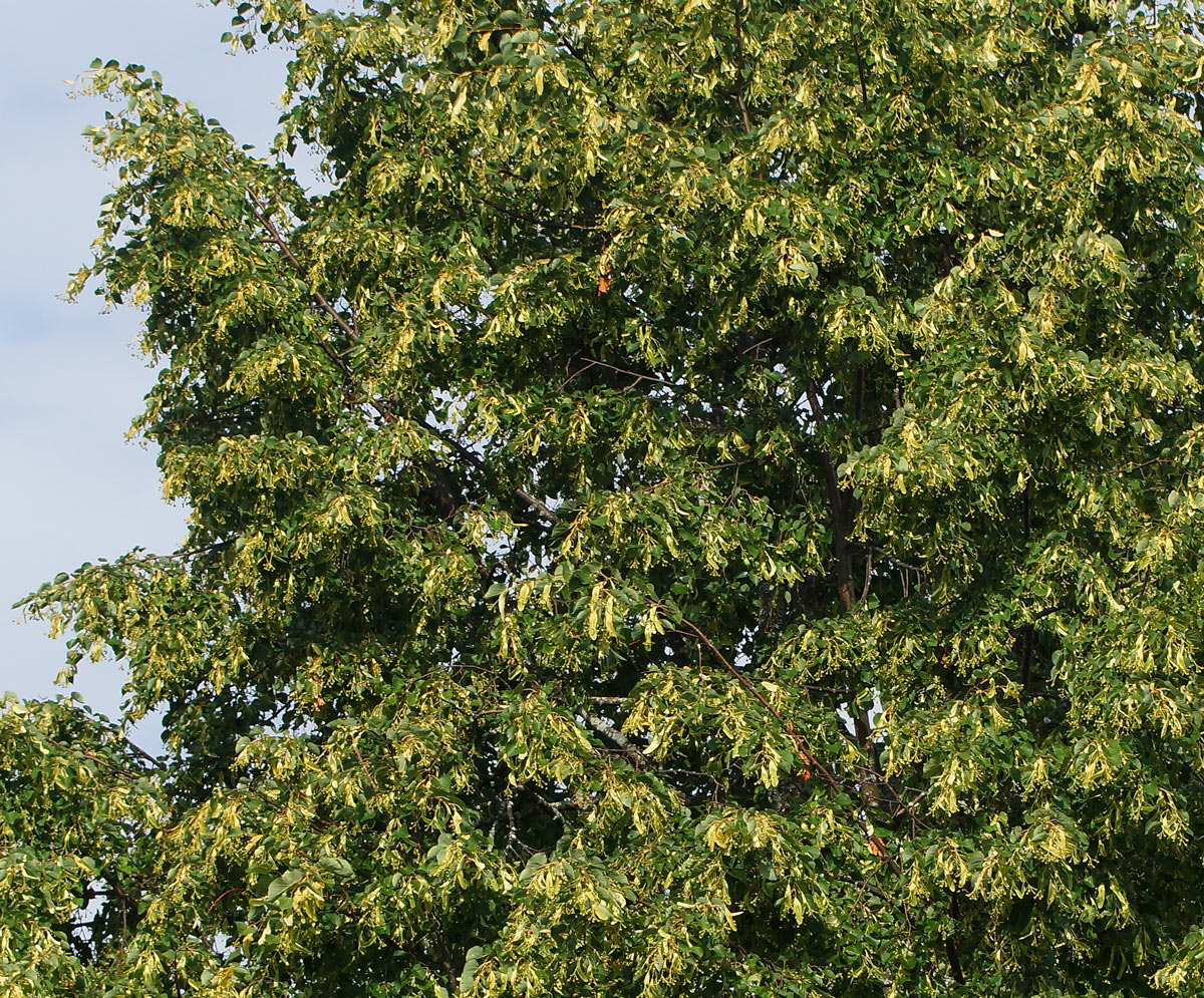 Изображение особи Tilia platyphyllos.