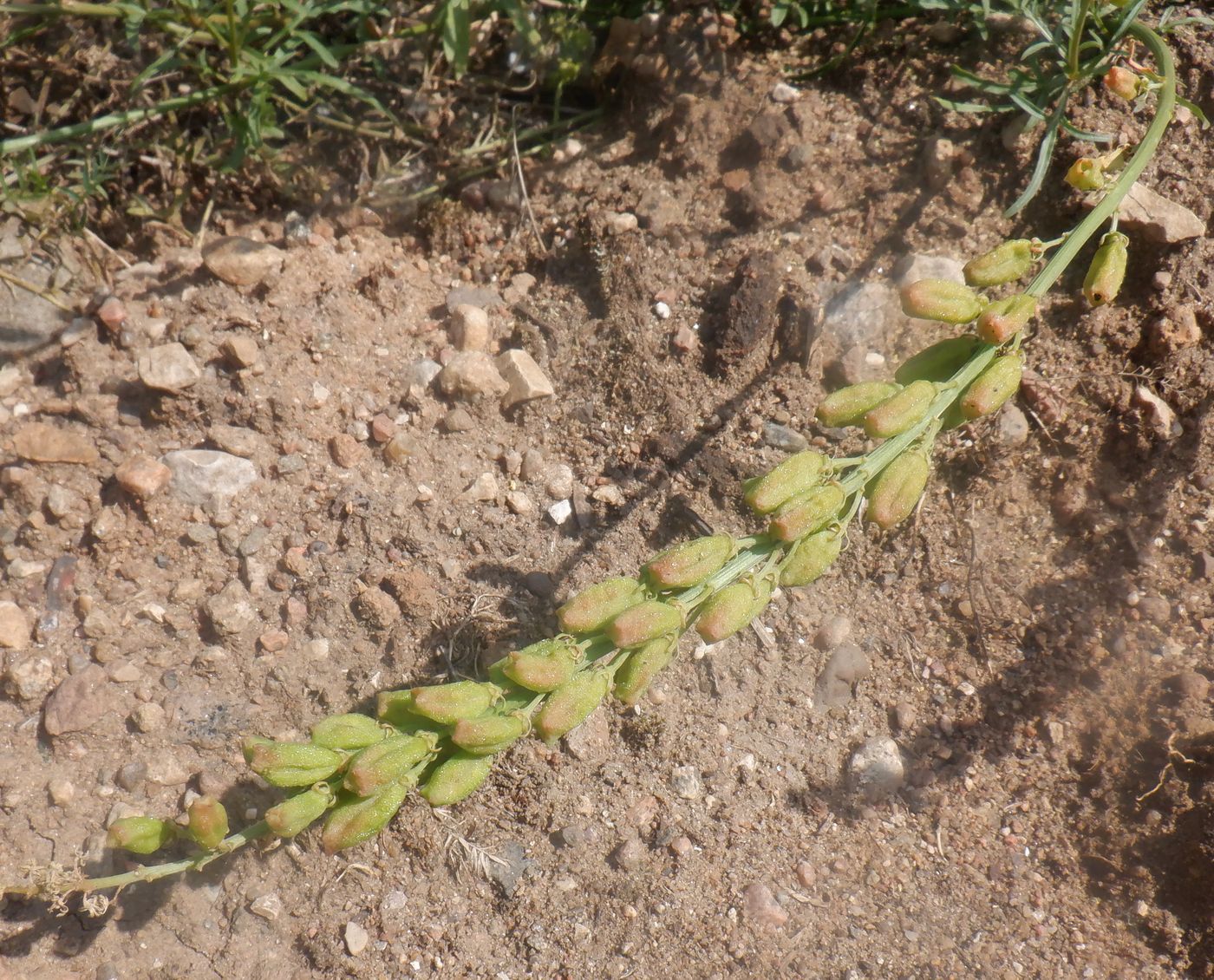 Image of Reseda lutea specimen.